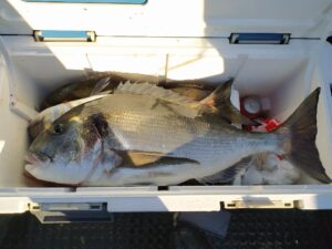 Read more about the article Pesca Desportiva de Mar Embarcada